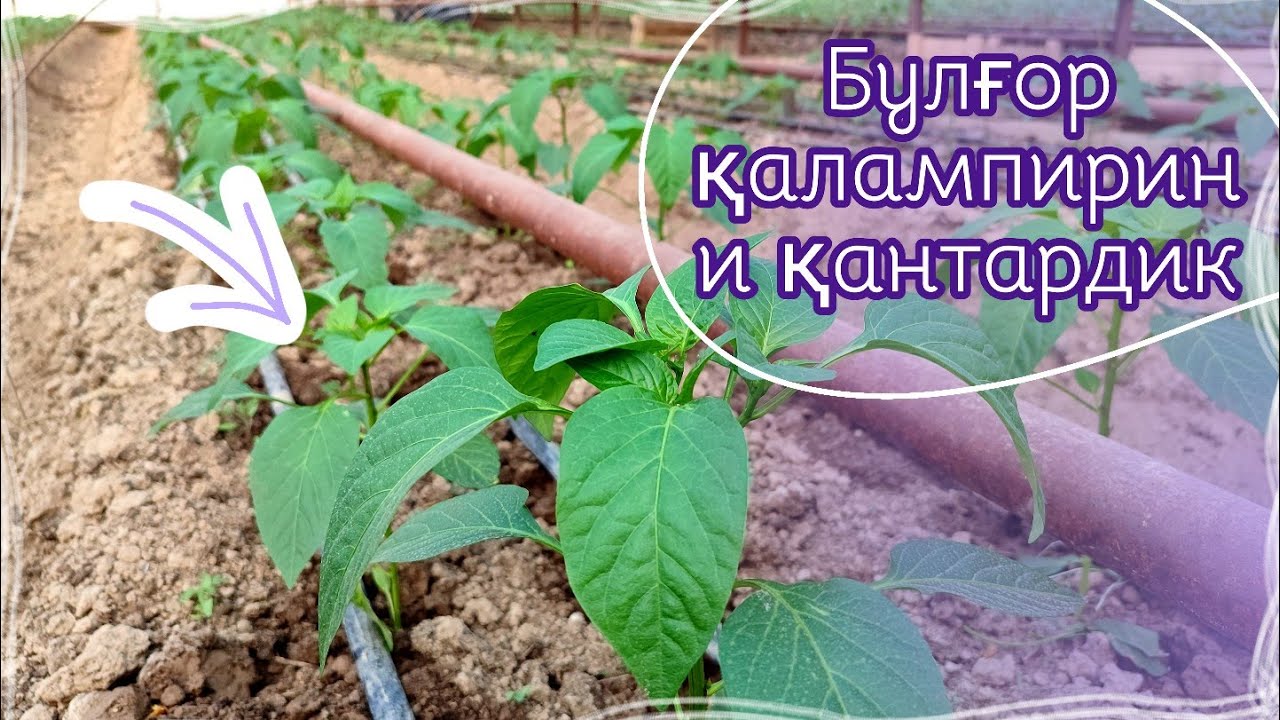 Булғор қалампирини қантардик