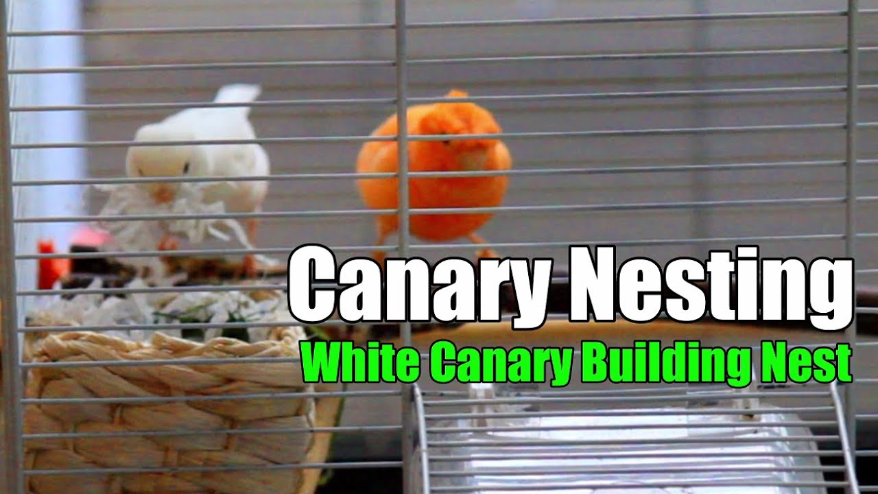 Canary Nesting  Canaries Building The Nest كناري يبنون العش