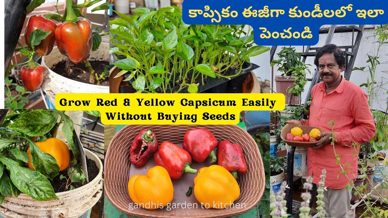 కాప్సికం ఈజీగా కుండీలలో ఇలా పెంచండి | grow your own red and yellow capsicum | Growing bell peppers