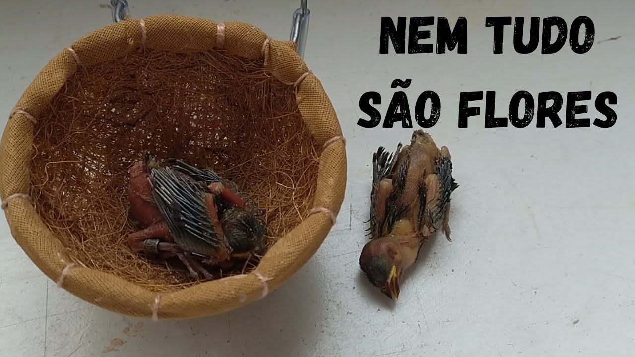 Óbito de um dos filhotes.