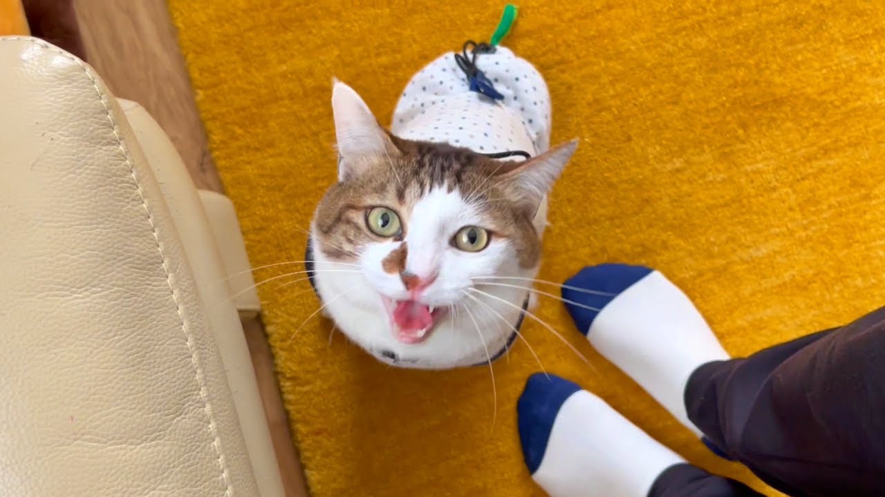甘えたいのかい、遊びたいのかい、どっちなんだい!?【猫たちの朝は忙しい】