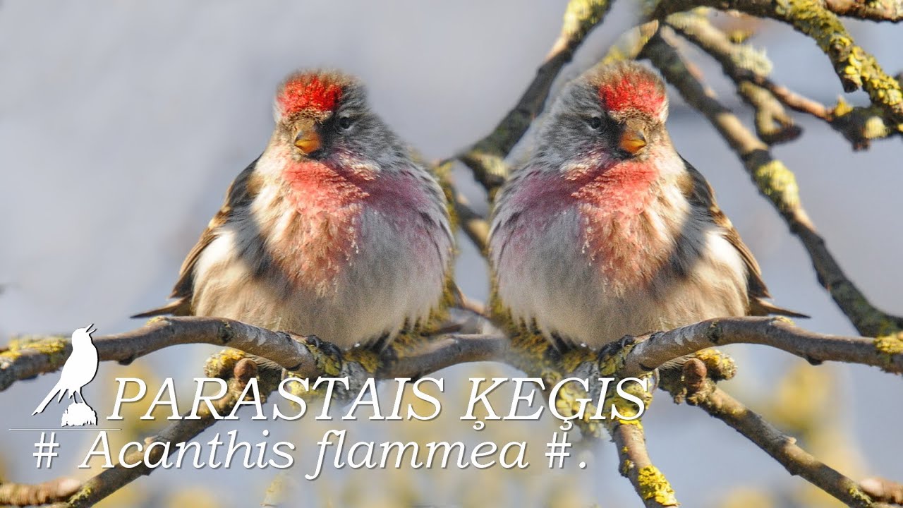Putni / Birds : PARASTAIS ĶEĢIS /Acanthis flammea/. Redpoll. Birkenzeisig.