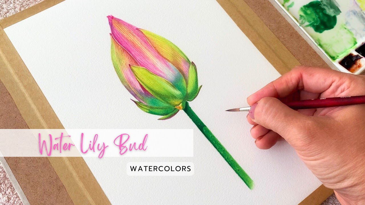 Water Lily bud painting with Watercolors using a limited color palette /Botanical Art