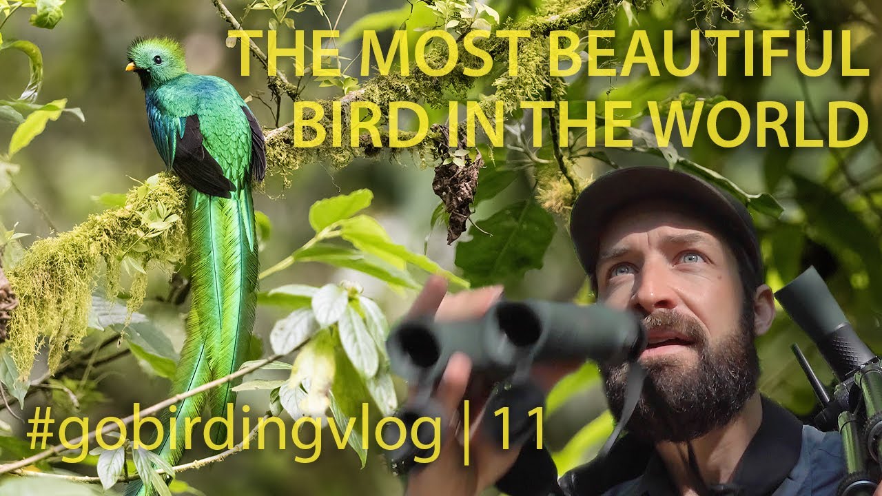 The Most Beautiful Bird in the World | #gobirdingvlog 11 | Birding Vlog