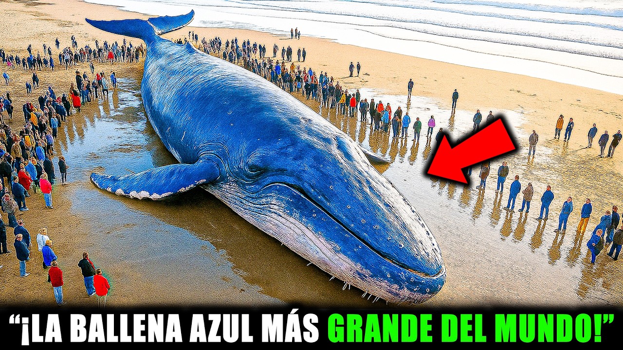 La Ballena Azul M&aacute;s Grande Del Mundo