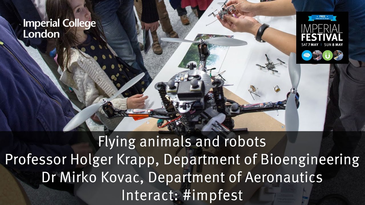 Flying animals and robots
