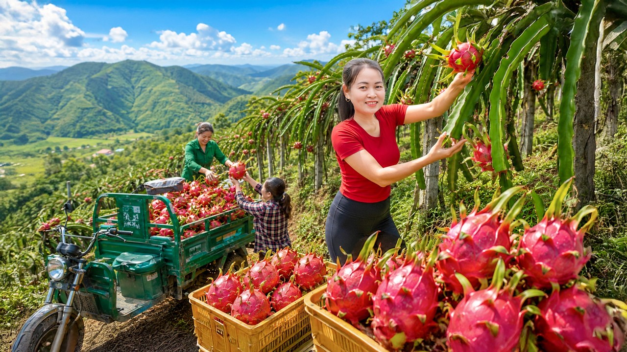 Harvesting Dragon Fruits on Rocky Mountains | Truck Transport to Market