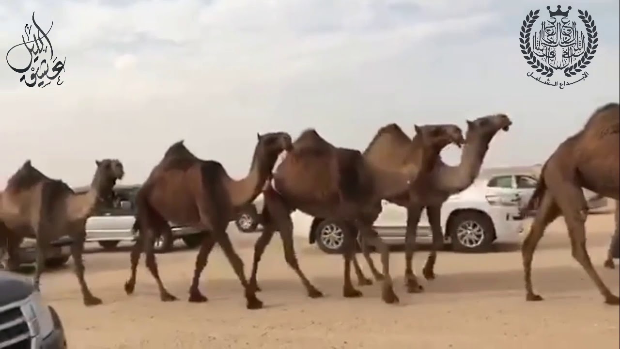 منقية / بدر سليم الزند / كلمات/ سليمان بن علي / اداء/ حمد بن شعاق / تنفيذ / حابس العطوي