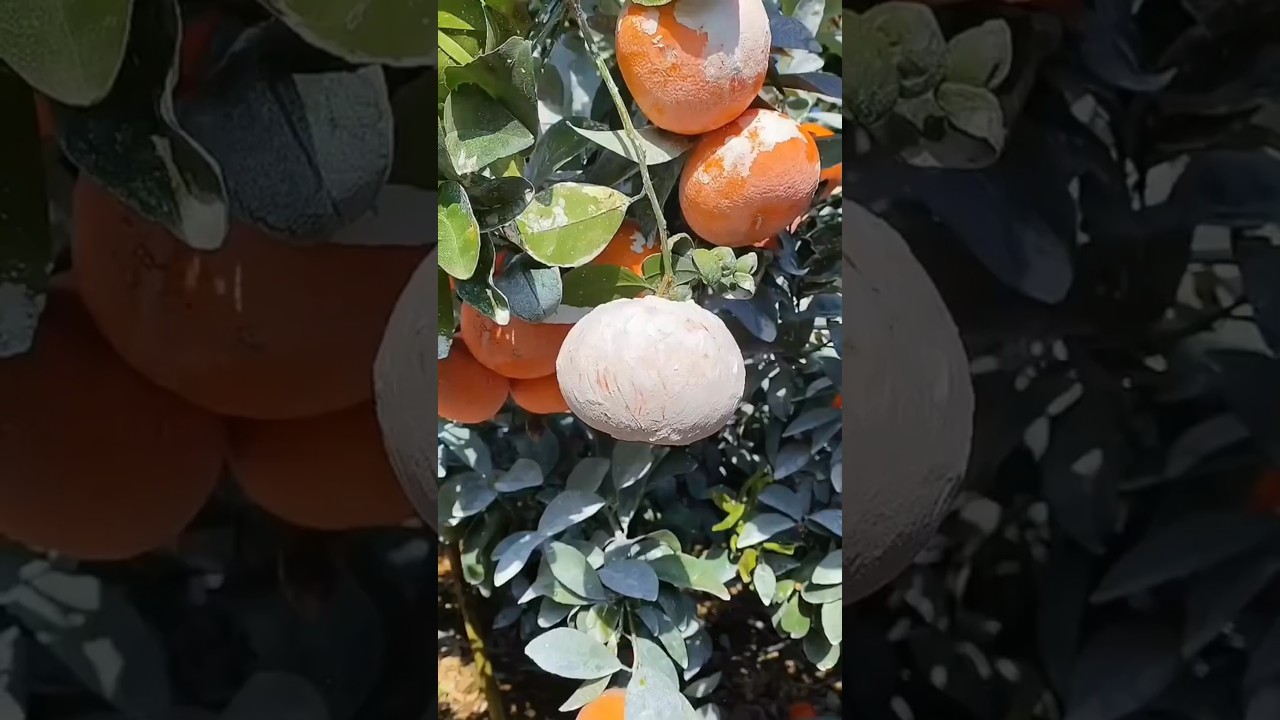 Most Juicy Orange 🍊.