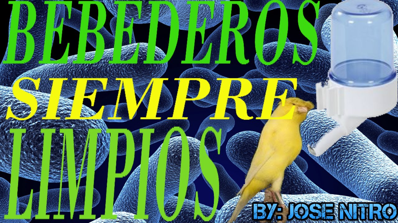 Bebederos para canarios limpios de bacterias