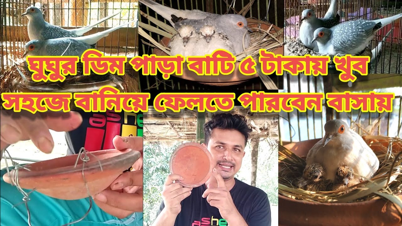 ডায়মন্ড ঘুঘু পাখির || ডিম পাড়া বাটি ৫ টাকায় বানিয়ে ফেলেন | diamond dove bird || Birds of village