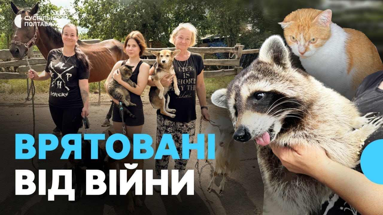 Коні, коти, собаки, кабан та єнот: як на Полтавщині родина з Харкова рятує тварин від війни