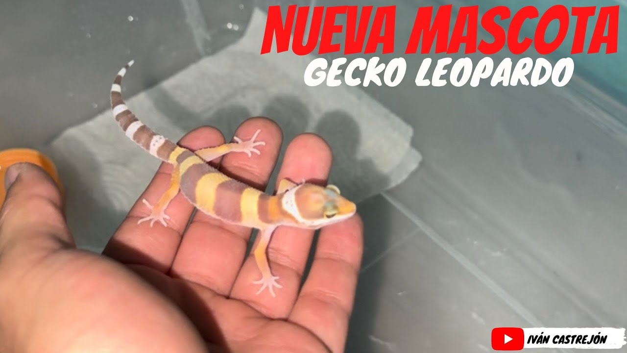 Compramos otro GECKO LEOPARDO 🦎