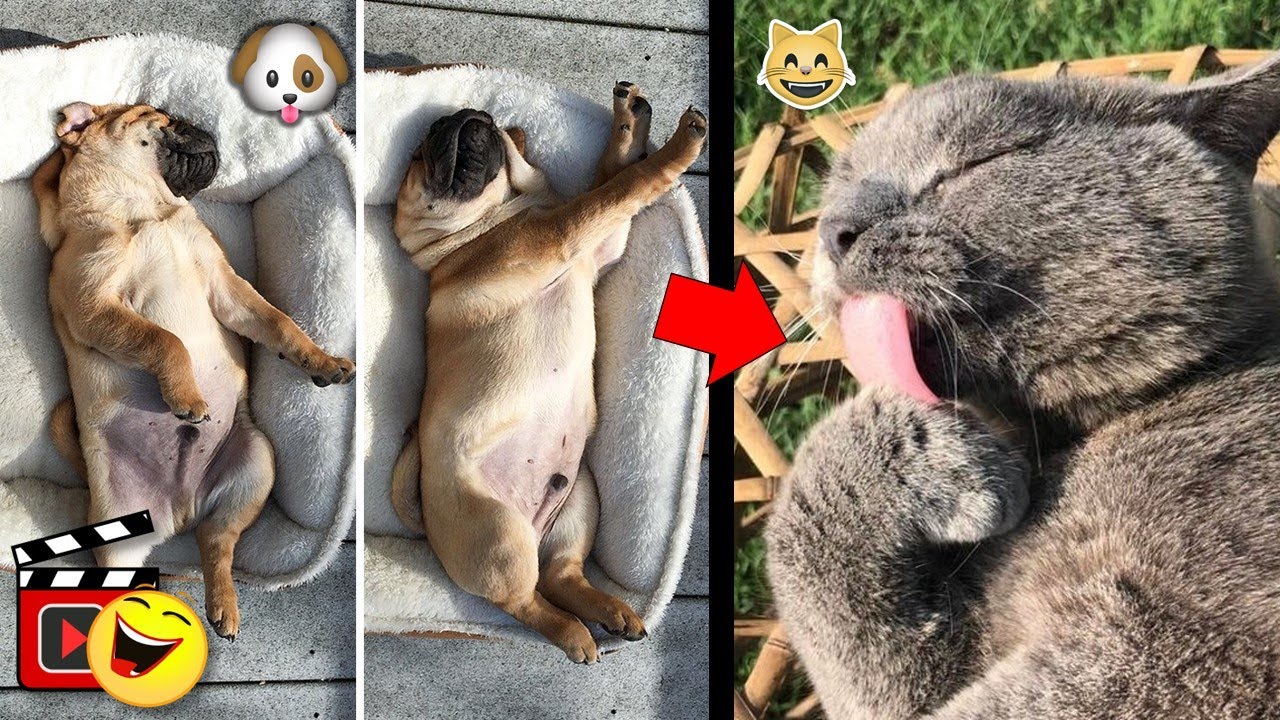 MASCOTAS tomando el SOL de Forma GRACIOSA