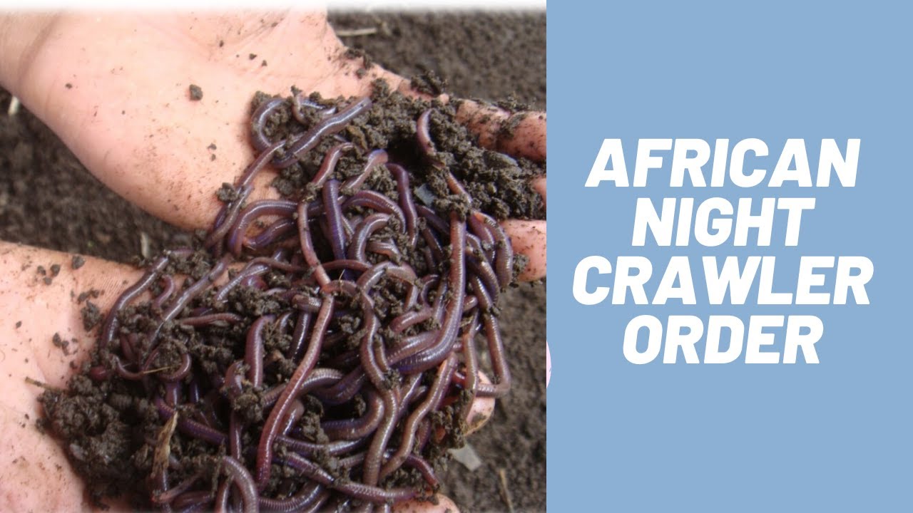 How I Fulfill an order of 100pcs of African Night Crawler?