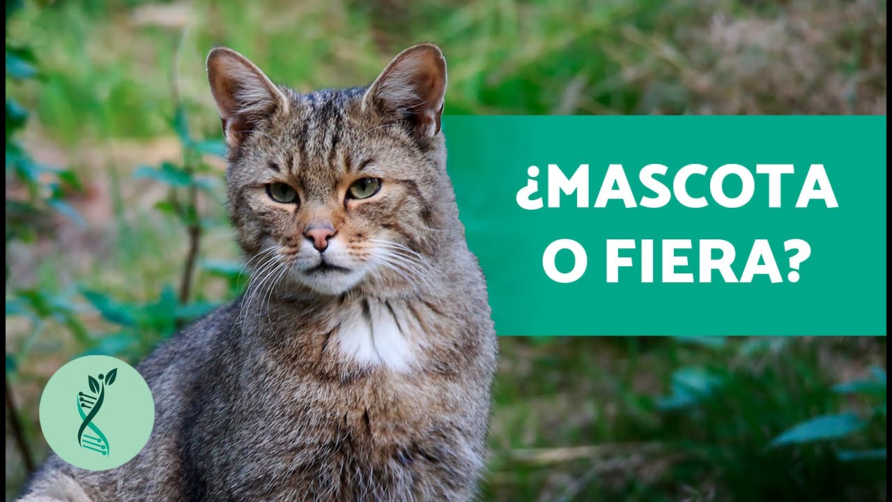 ¿Es el GATO MONTÉS un animal SALVAJE?🐈 (Alimentación, Características y Amenazas)