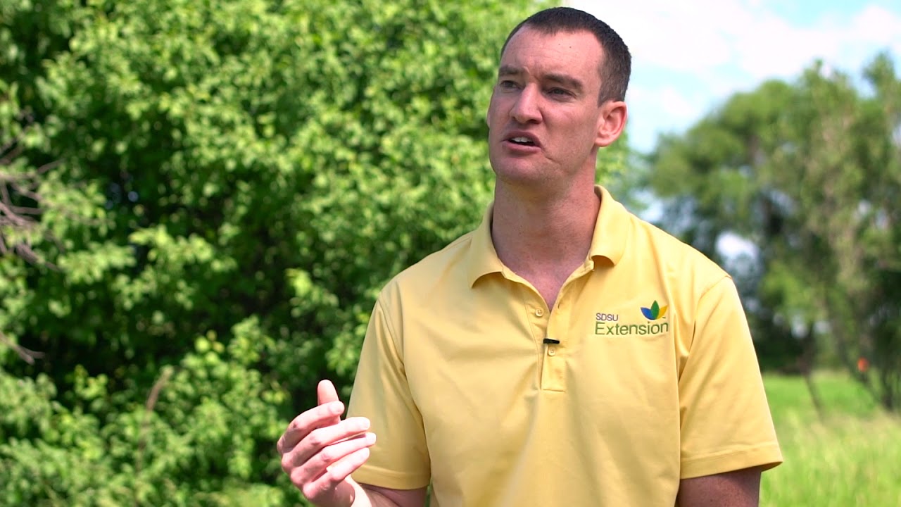 South Dakota Soybean - Best Bean Practice: In Season Palmer Amaranth Management