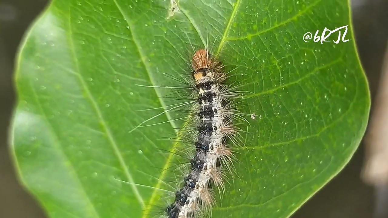 A Hairy Caterpillar Resting on a Leaf #insects #animals #nature 