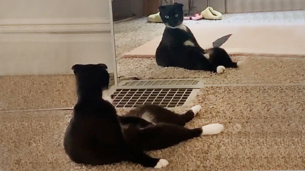 Hilarious Pet Moments That Will Make You LOL! 😹 #16