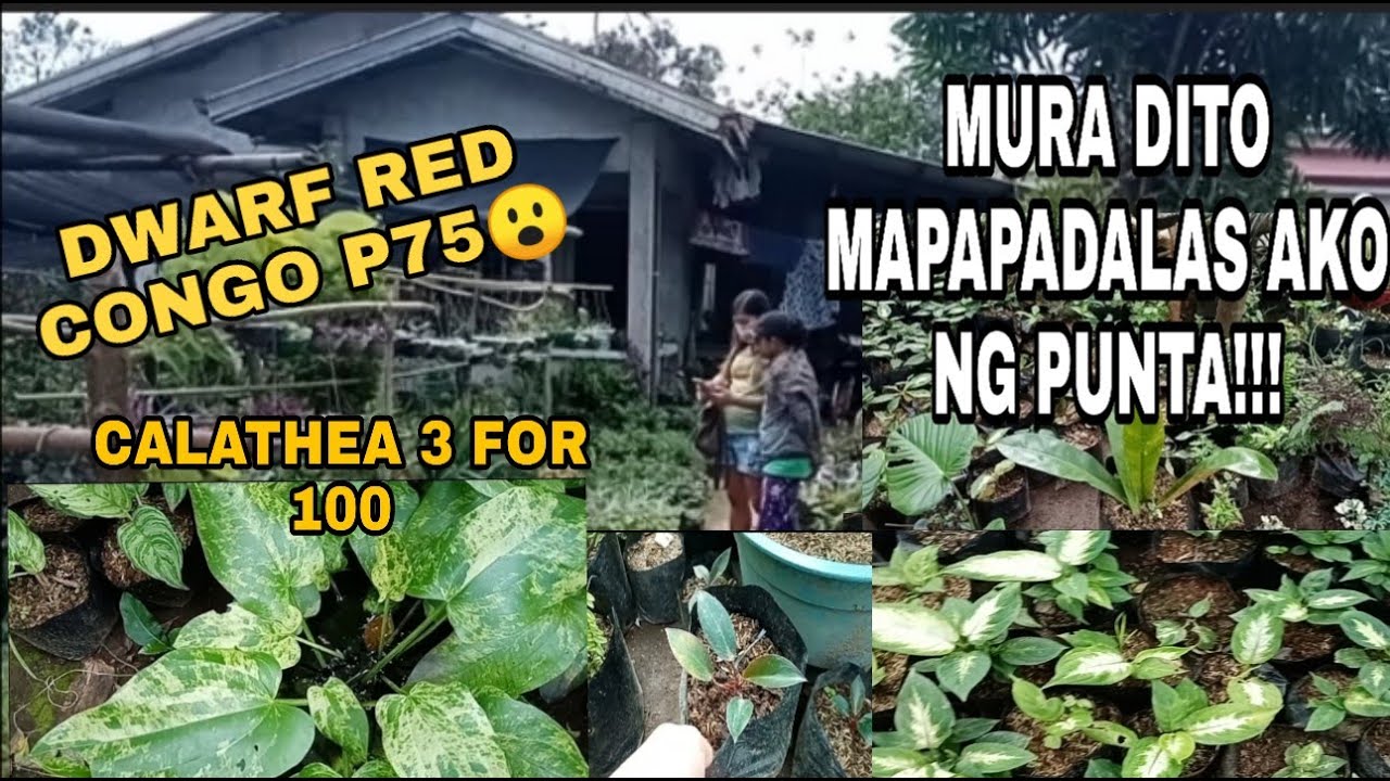 SAAN MAKAKABILI NG MURANG HALAMAN? GRABE ANG MURA 3 FOR 100 MAY CALATHEA KA NA/LOMICEL'S GARDEN