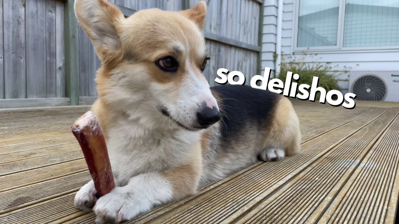 Corgi reviews a Bully stick (Chewy's Chewy Reviews Ep. 03)