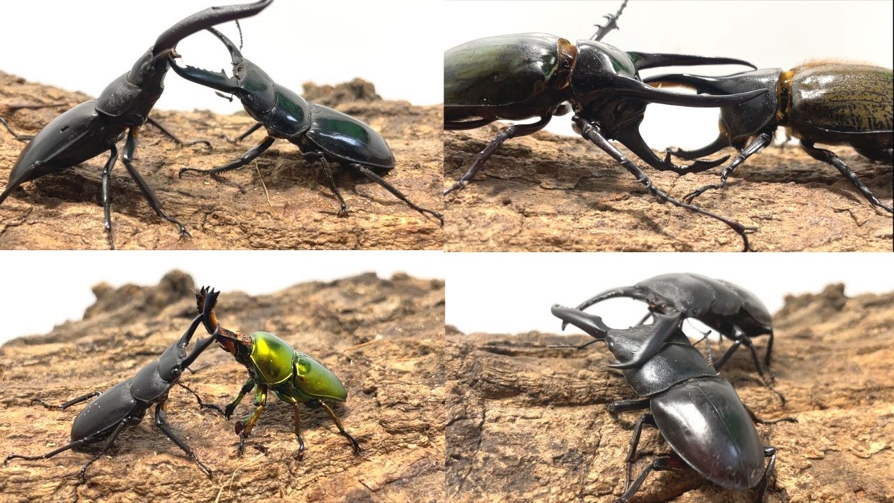 カブトムシクワガタバトル 風舞う甲虫覇王戦 ハイブリッドヒラタクワガタ　ロレンス vs パラワンヒラタクワガタ ハンマウン