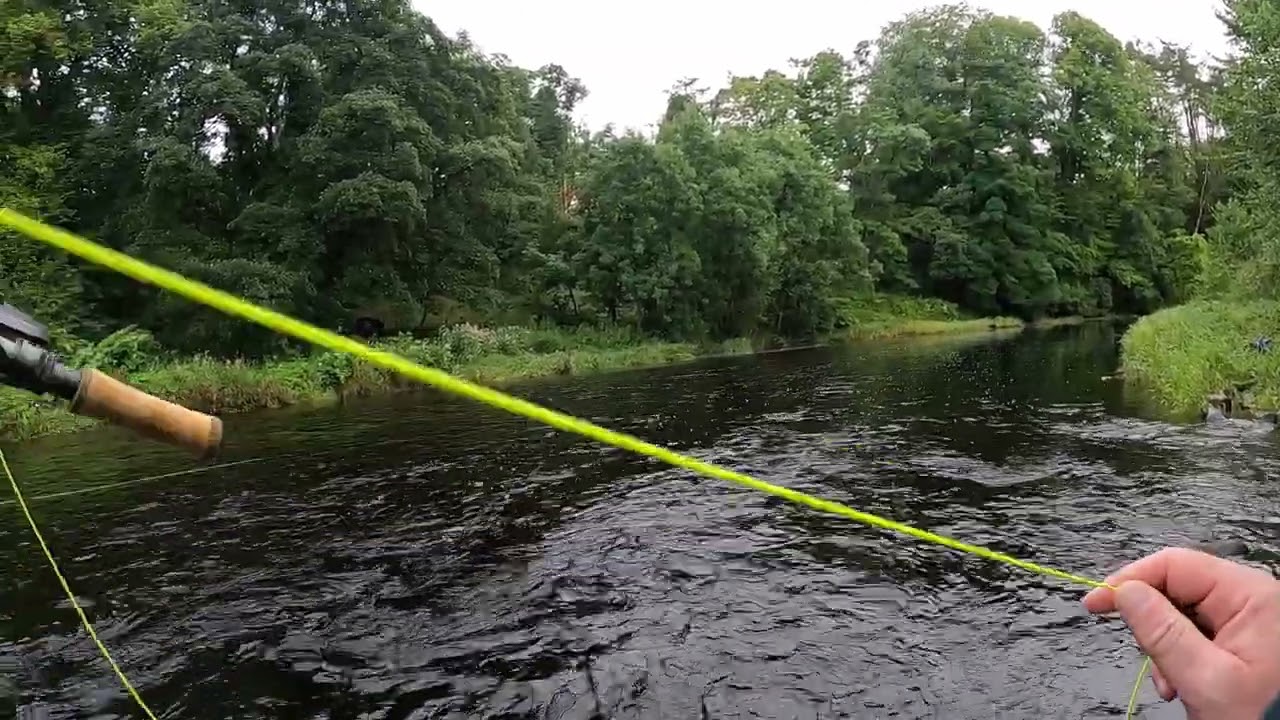 Fly fishing for Salmon on the river Ayr  8th August 2024