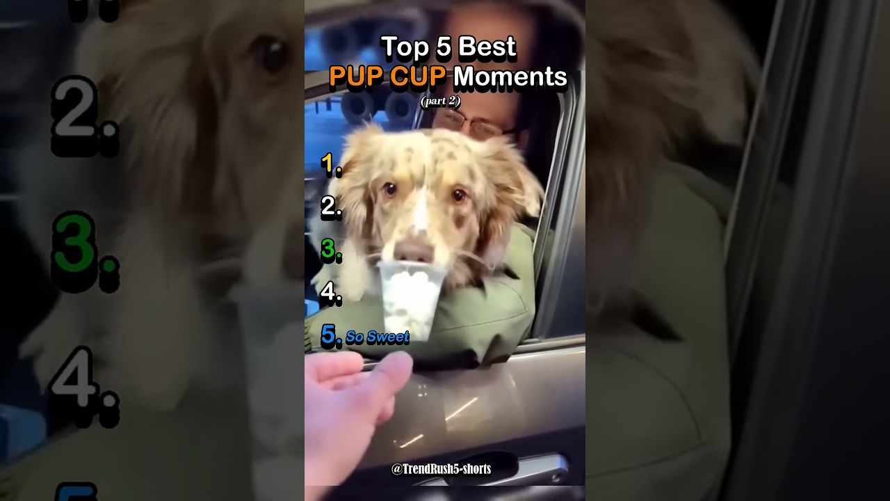 RANKING DOG'S MOOD TO PUP CUP