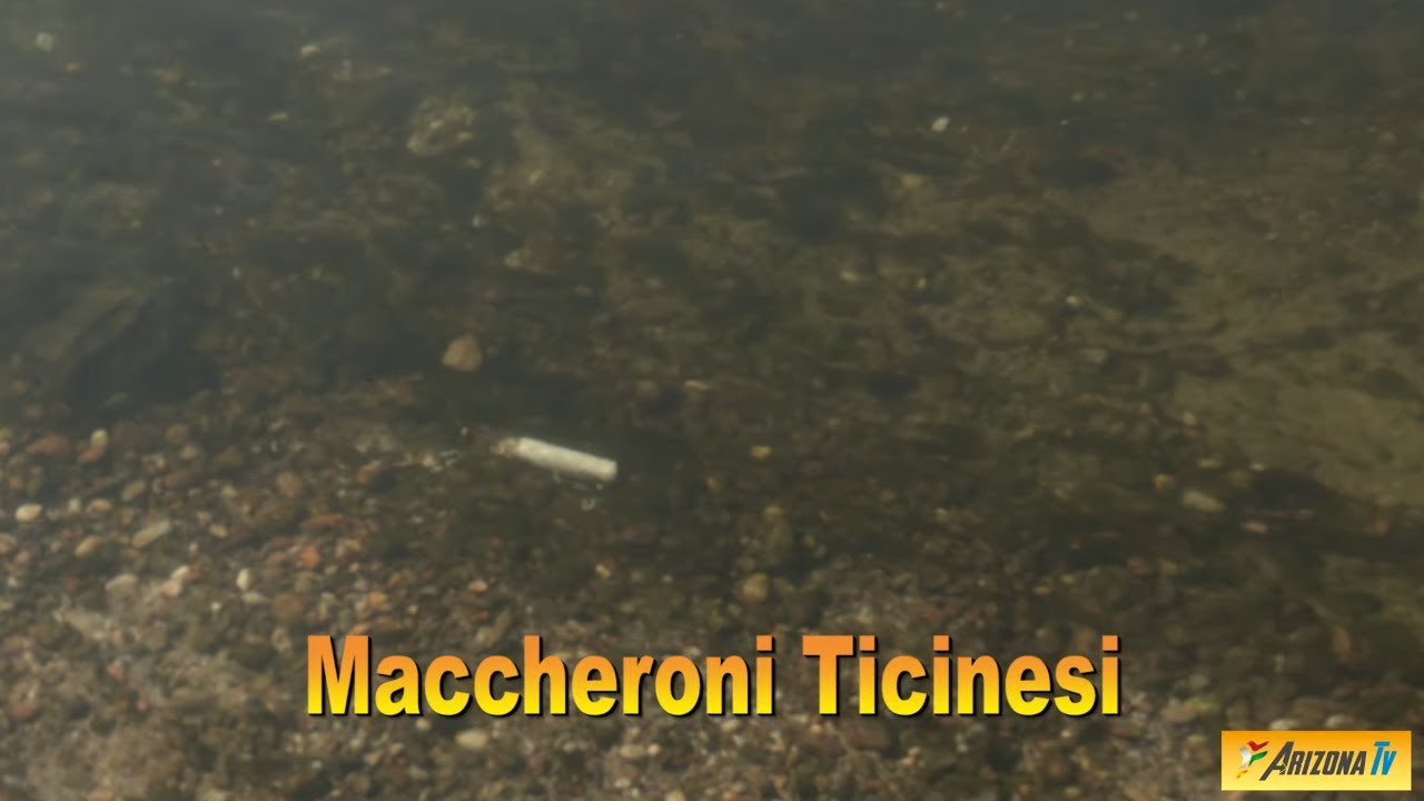 MONDO PESCA - MACCHERONI TICINESI - FIUME TICINO - PAVIA - PESCA AL BARBO - #pescare #pescasportiva