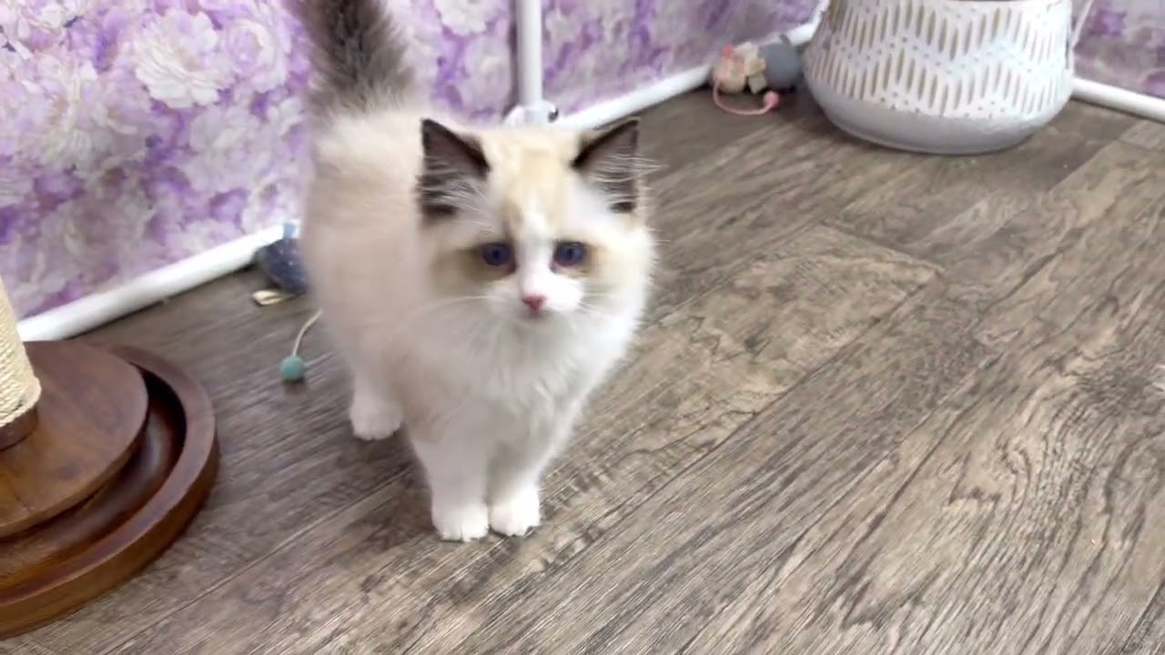 Blaine 💙 Seal Bicolor Ragdoll Kitten 