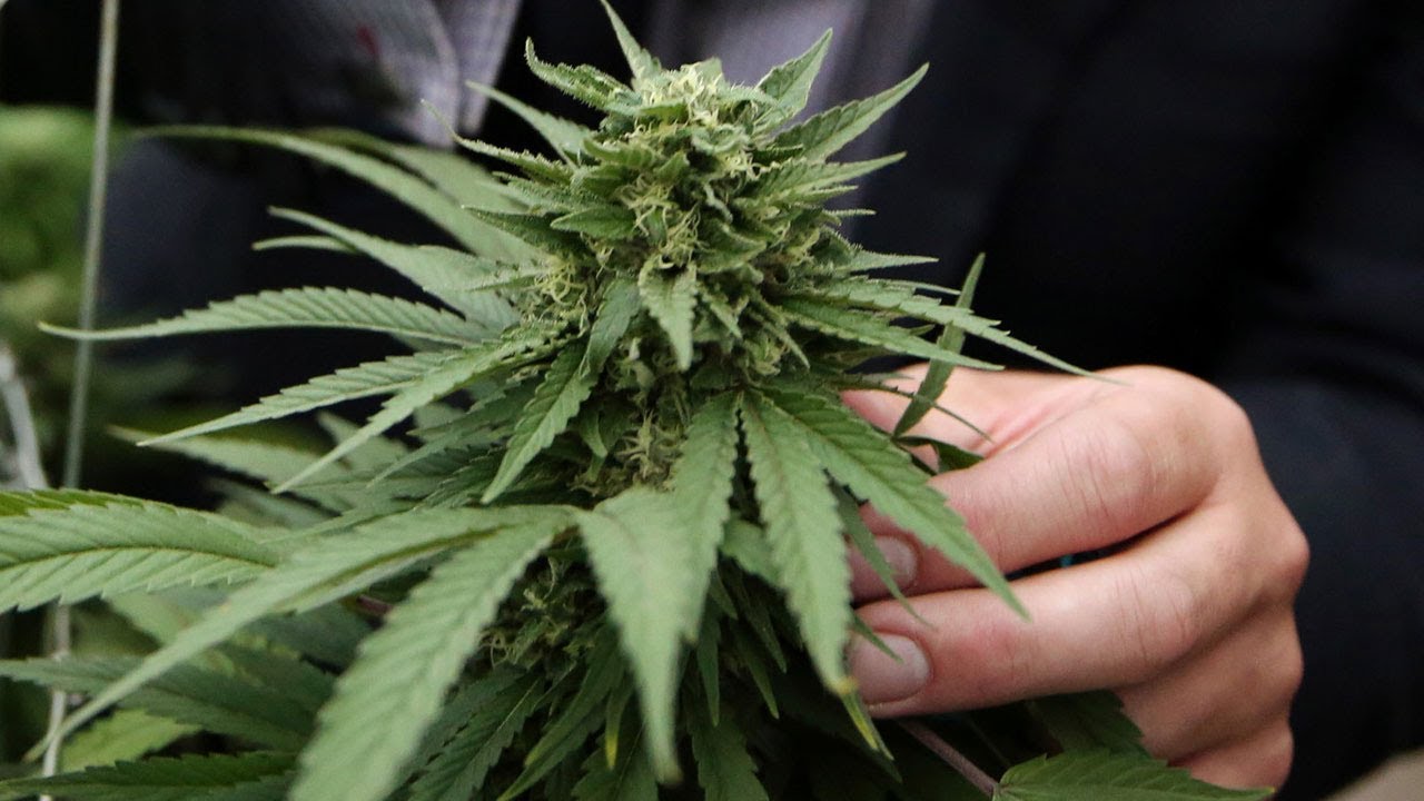 Ups and downs of the medical marijuana industry