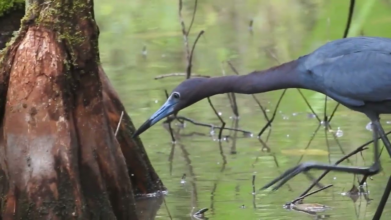 Little Blue Heron