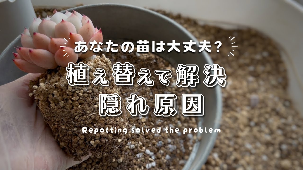 こんな苗ない？植え替えたらどんどん解決する | 多肉植物 | エケベリア | ガーデニング