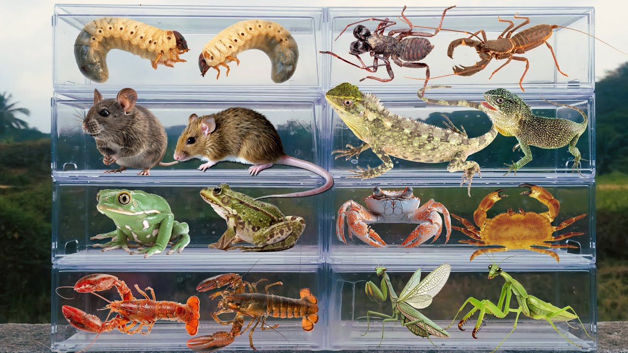 I am hunting for insects in the garden I found a Cameleon, Whip Scorpion, Crab, Mantis, Spider, Rat