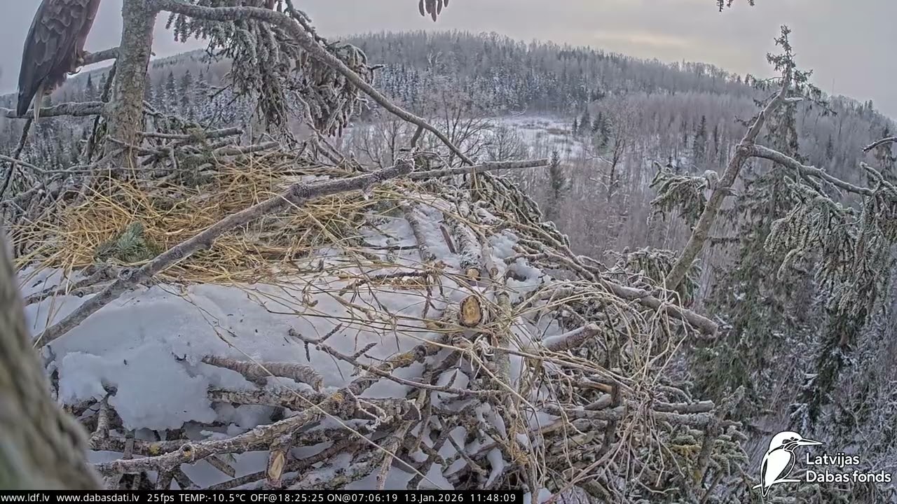 J E20260113 114710RavenCallsOnNestTree