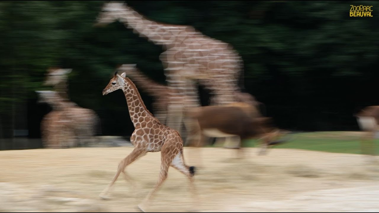 Melman, le girafon en pleine galopade !