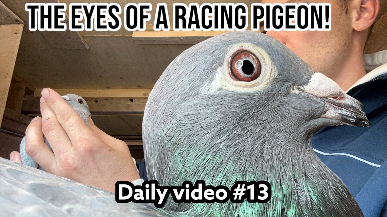Racing Pigeon Eyes: Secret to Winning? | Belgium Racing Pigeons
