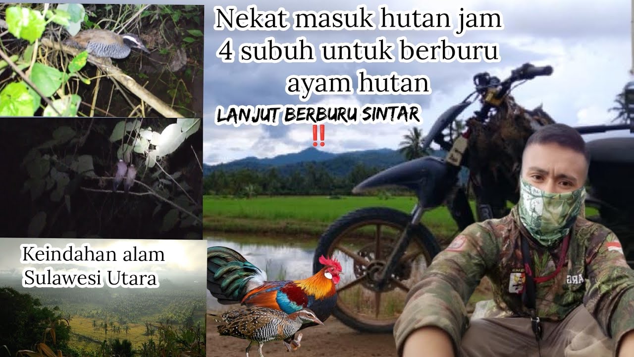 Berburu ayam Hutan ⁉️ gagal poin || Berburusintar weris|| #hunting #berburuburungsawah 