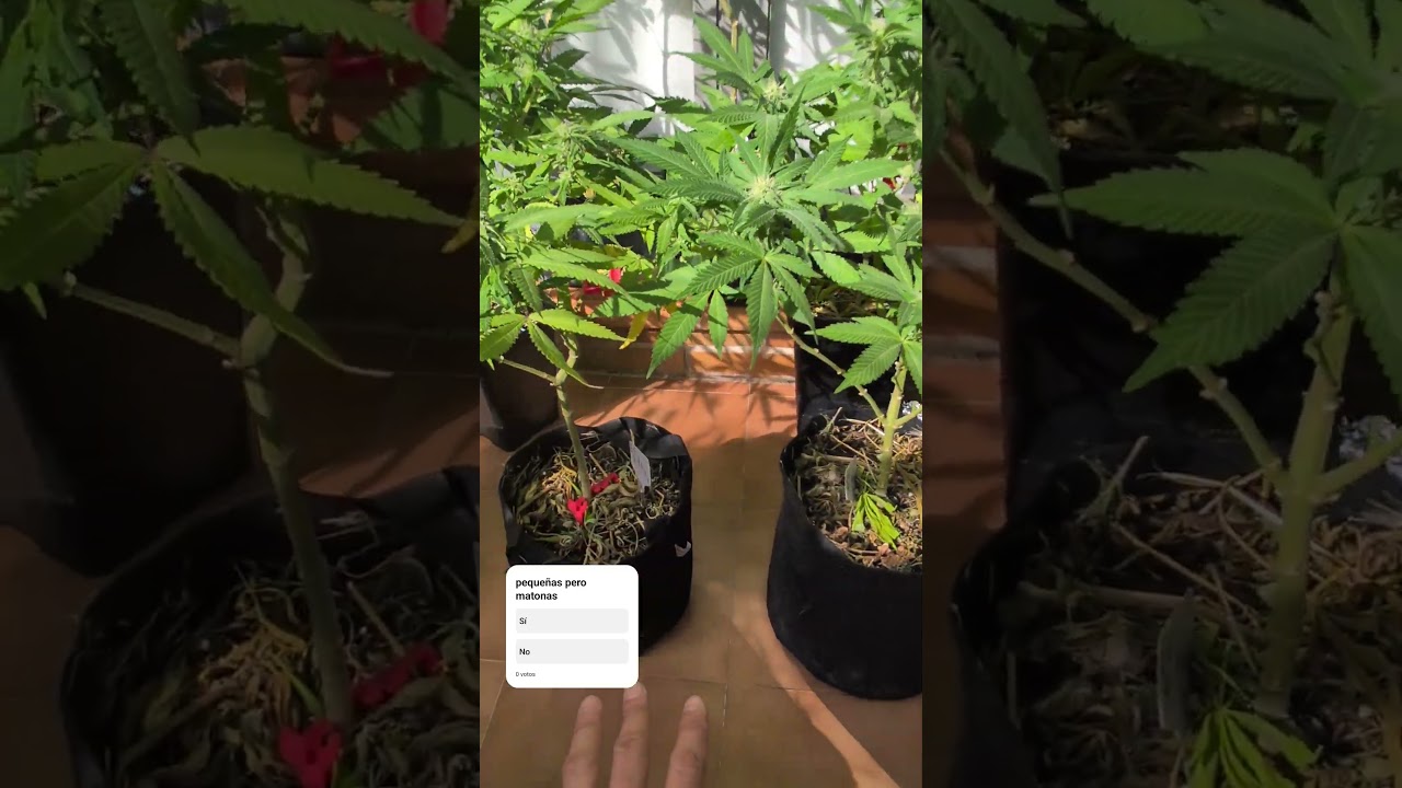 GG4 En 8L... (Sour Dubb x Chem's Sisters X Chocolate Diesel. vamos a por todas!! Contenido +18