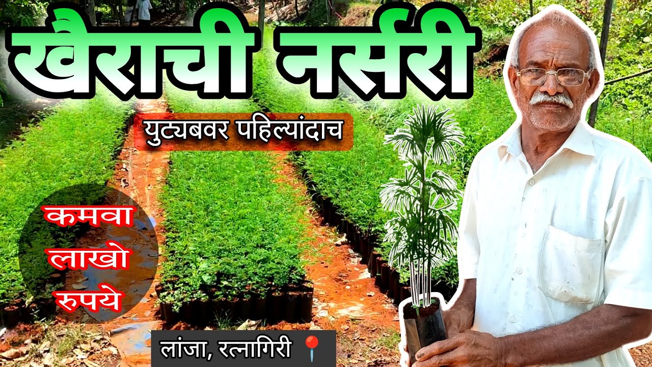 खैर लागवड कशी करावी माहिती । Senegalia catechu Khair Tree Nursery Information