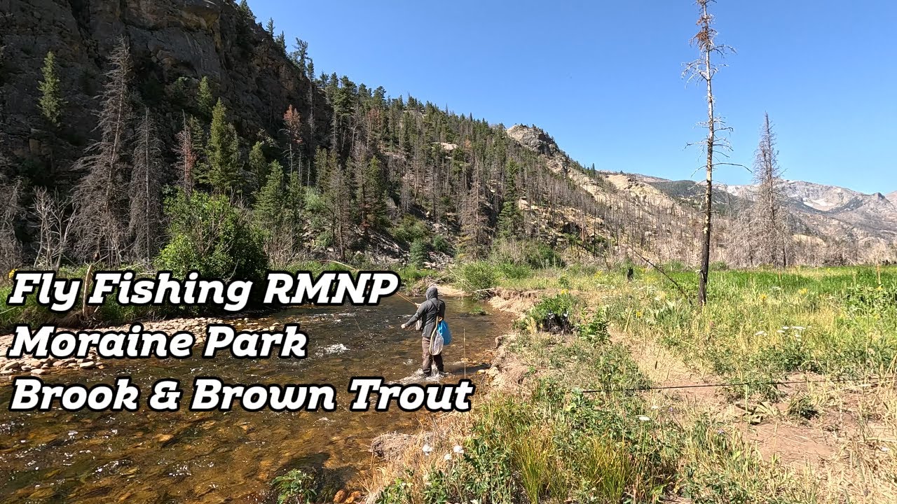 High Country Small Stream Fly Fishing Moraine Park Rocky Mountain National Park Brook & Brown Trout