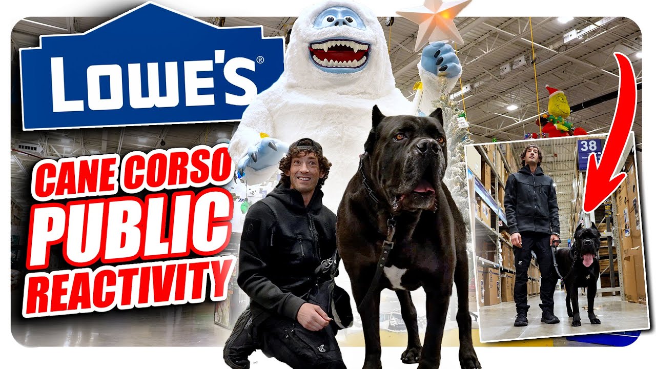 Официальная дрессировка собак породы Кане Корсо в магазине Lowe's.