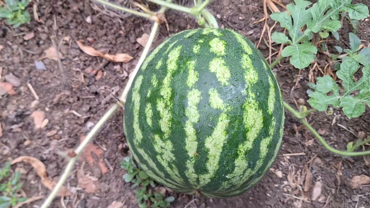 Разпознаване на Диня и Пъпеш кога са узрели.