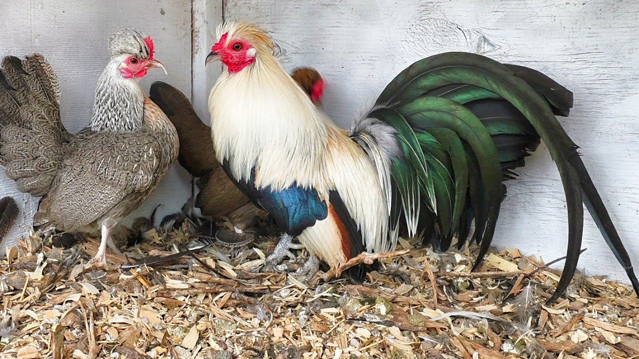 Gallinitas Ya Poniendo! Ep.216