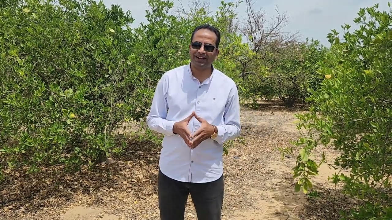 أخطر إصابة تدمر أشجار البرتقال والموالح