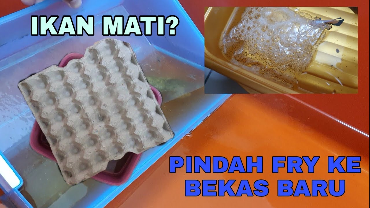 RUMAH BARU UNTUK ANAK IKAN LAGA. Pemindahan bekas fry untuk cepat besar.