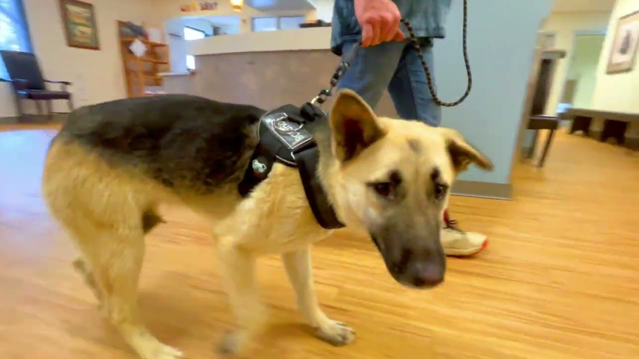 Спасение Хани