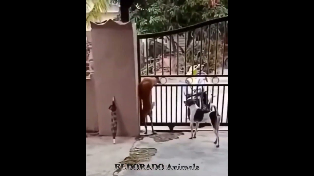 Собака застряла между прутьями на воротах