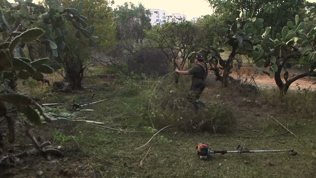 ‼️‼️ASÍ QUEDÓ este trabajo de mantenimiento   #jardineros #mexico #tonala #satisfying 