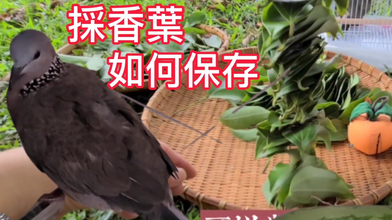 送您【甚麼是萬用香葉 怎麼保存】【二萬差點就沒了】